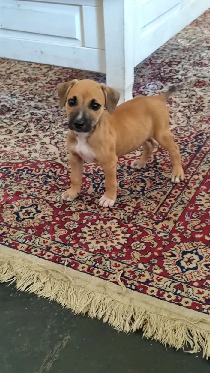 Cachorro raça SRD-ViraLata idade 2 a 6 meses nome Paçoca 