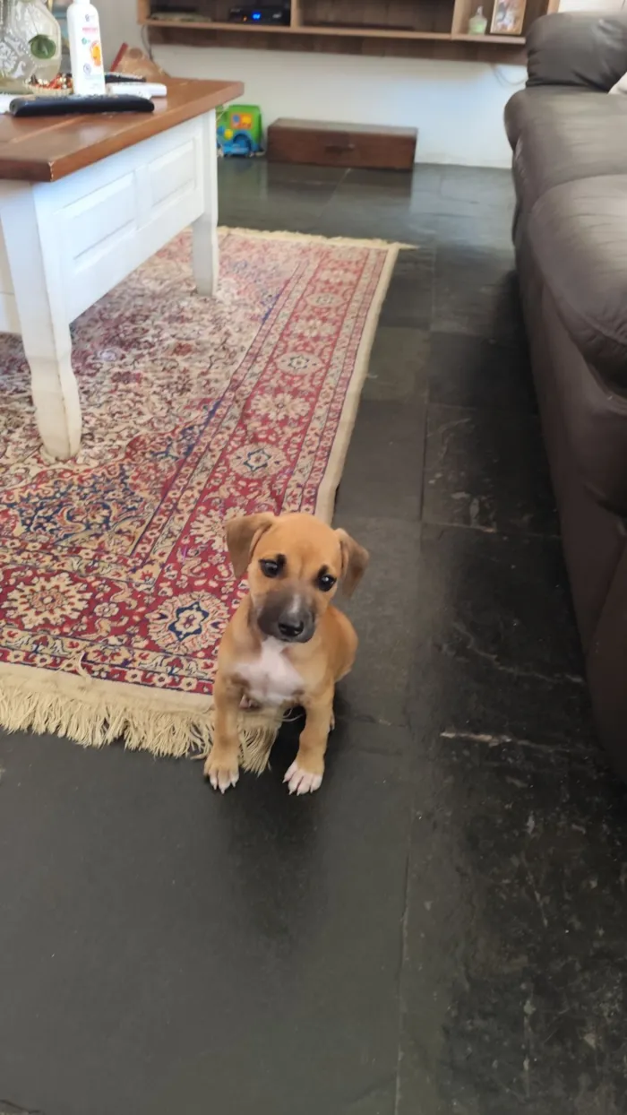 Cachorro raça SRD-ViraLata idade 2 a 6 meses nome Paçoca 