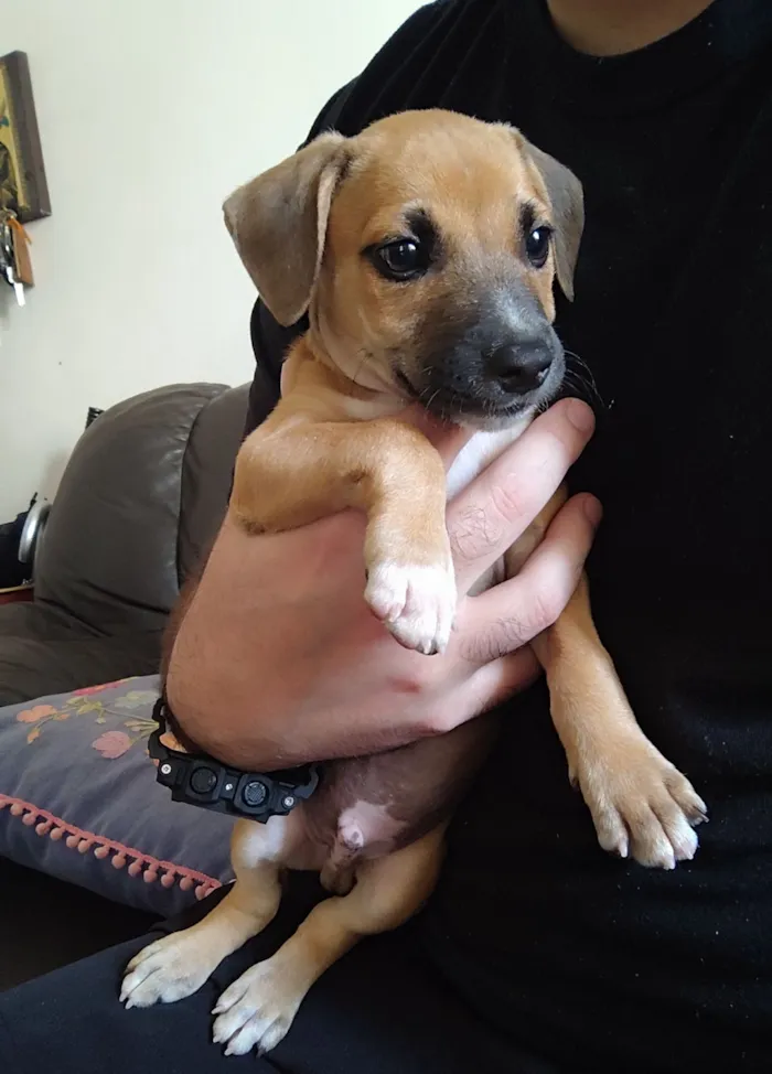 Cachorro raça SRD-ViraLata idade 2 a 6 meses nome Paçoca 