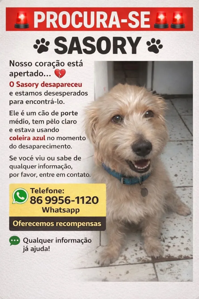 Cachorro raça SRD-ViraLata idade 6 ou mais anos nome SASORY