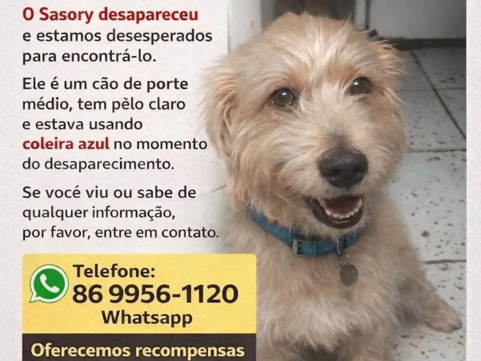 Cachorro raça SRD-ViraLata idade 6 ou mais anos nome SASORY