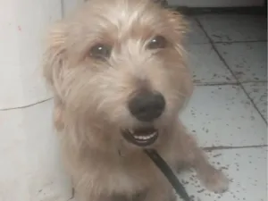 Cachorro raça SRD-ViraLata idade 6 ou mais anos nome SASORY