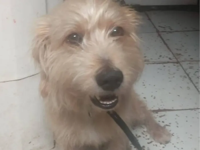 Cachorro raça SRD-ViraLata idade 6 ou mais anos nome SASORY