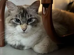 Gato raça Exótico idade 5 anos nome Clean