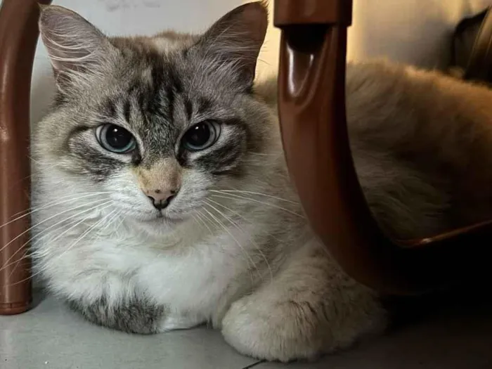 Gato raça Exótico idade 5 anos nome Clean