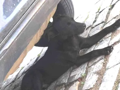 Cachorro raça SRD-ViraLata idade 7 a 11 meses nome Bob