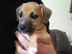 Cachorro raça SRD-ViraLata idade 2 a 6 meses nome Paçoca 