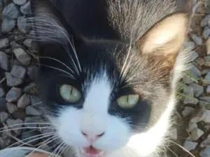 Gato raça SRD-ViraLata idade 2 a 6 meses nome 8 Gatinhos para adoção responsável