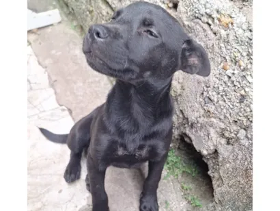 Cachorro raça SRD-ViraLata idade 2 a 6 meses nome kira