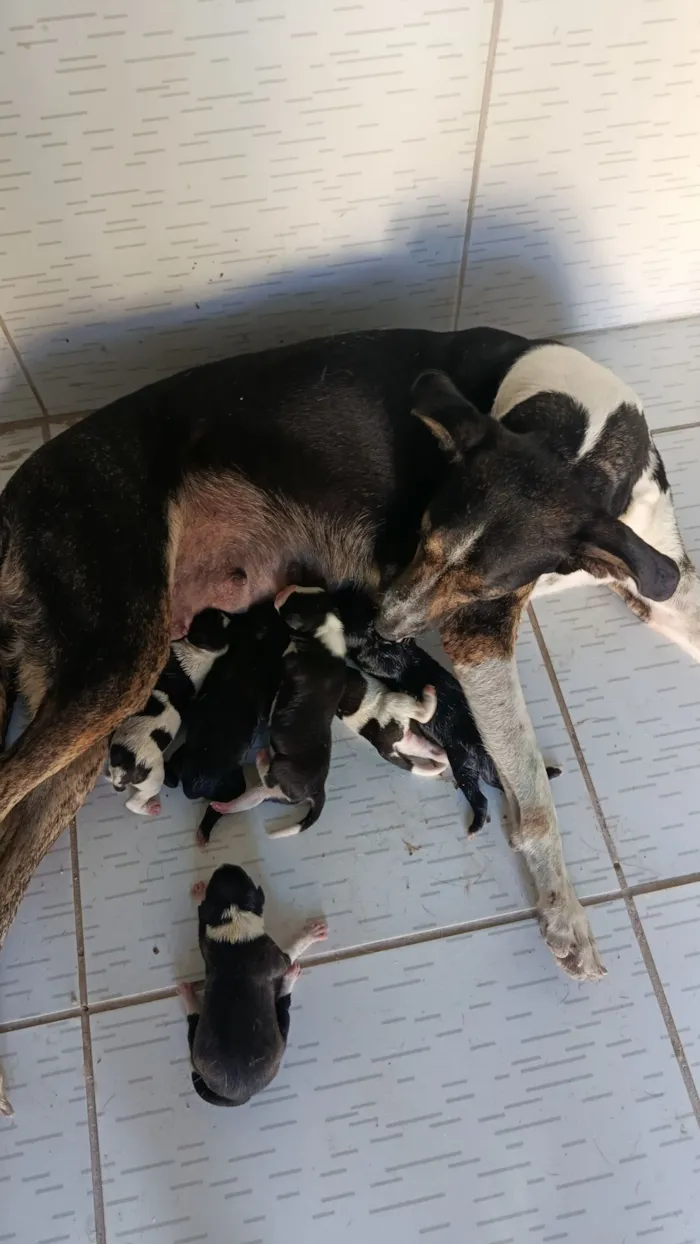 Cachorro raça SRD-ViraLata idade Abaixo de 2 meses nome cachorros recém nascidos 