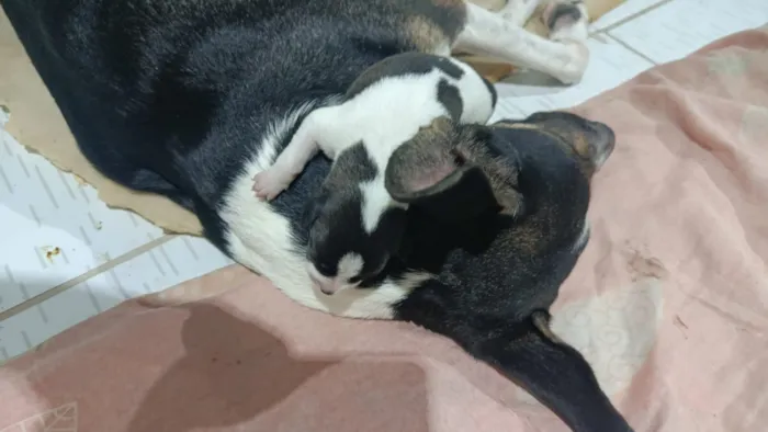 Cachorro raça SRD-ViraLata idade Abaixo de 2 meses nome cachorros recém nascidos 