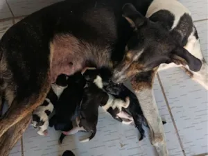 Cachorro raça SRD-ViraLata idade Abaixo de 2 meses nome cachorros recém nascidos 