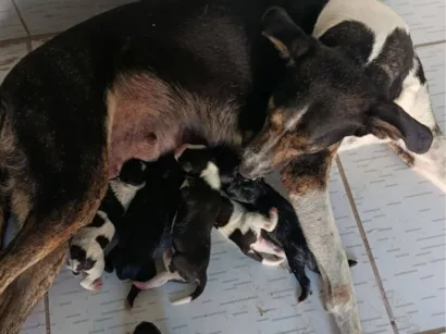 Cachorro raça SRD-ViraLata idade Abaixo de 2 meses nome cachorros recém nascidos 