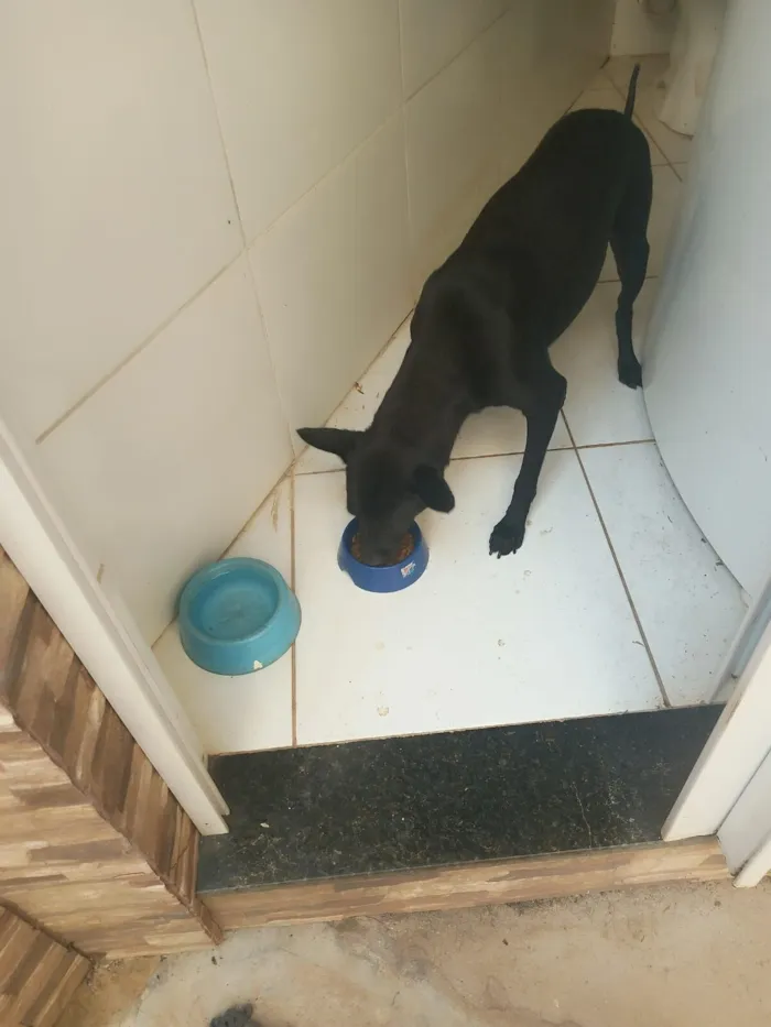 Cachorro raça SRD-ViraLata idade 6 ou mais anos nome Joudas (Pronúncia Iodas)