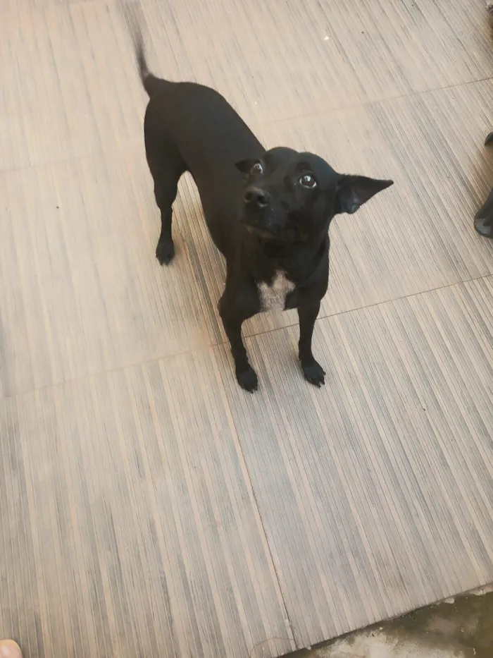 Cachorro raça SRD-ViraLata idade 6 ou mais anos nome Joudas (Pronúncia Iodas)