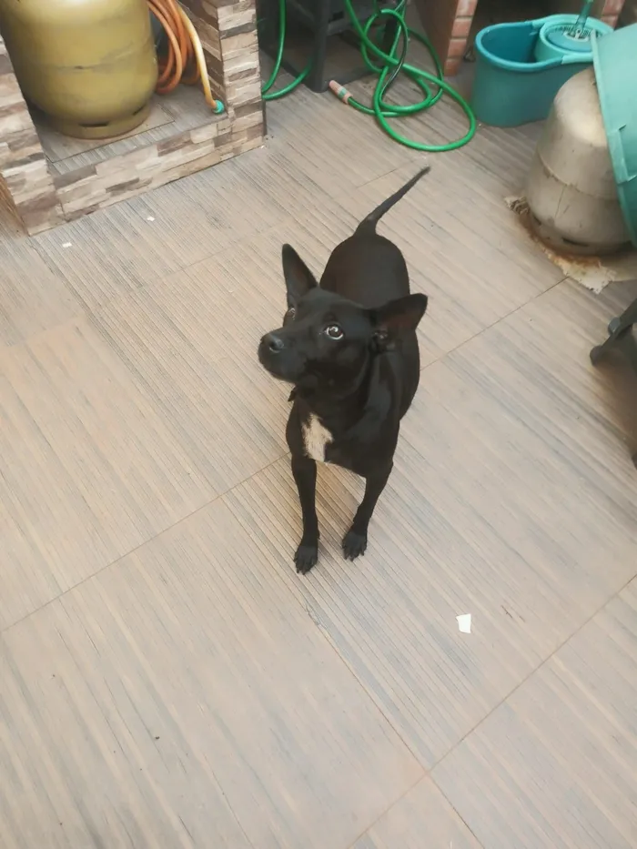 Cachorro raça SRD-ViraLata idade 6 ou mais anos nome Joudas (Pronucia-se Iodas)