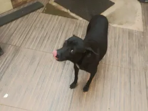 Cachorro raça SRD-ViraLata idade 6 ou mais anos nome Joudas (Pronucia-se Iodas)