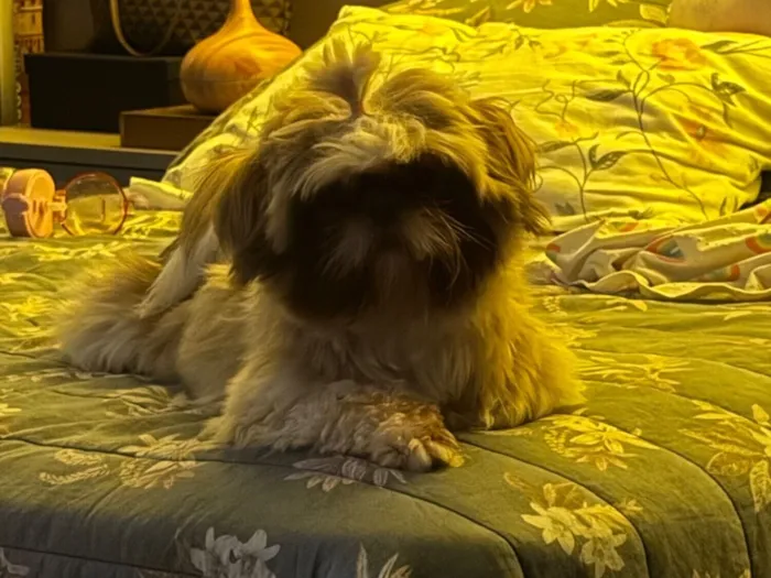 Cachorro raça Shitzu idade 2 anos nome Lolita