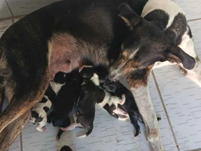 Cachorro raça SRD-ViraLata idade Abaixo de 2 meses nome cachorros recém nascidos 