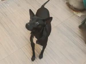Cachorro raça SRD-ViraLata idade 6 ou mais anos nome Joudas (Pronúncia Iodas)