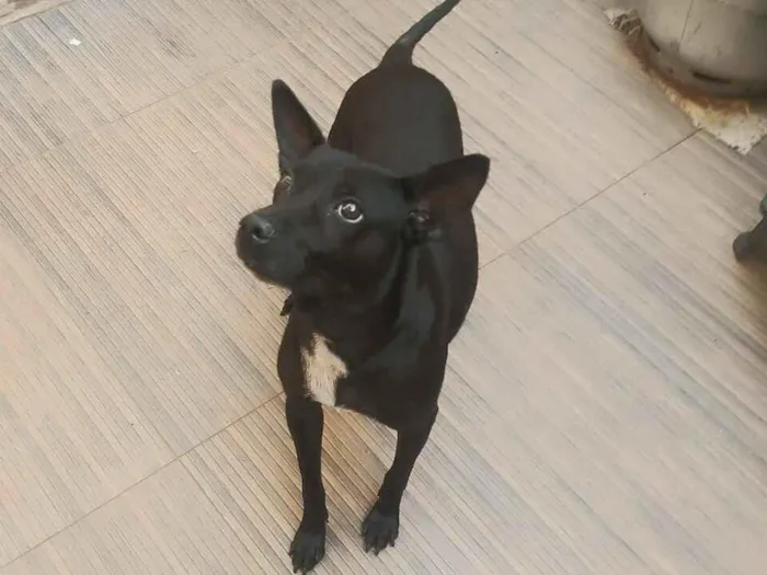 Cachorro raça SRD-ViraLata idade 6 ou mais anos nome Joudas (Pronúncia Iodas)