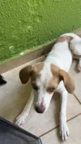 Cachorro raça SRD-ViraLata idade 7 a 11 meses nome Cristal 