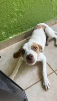 Cachorro raça SRD-ViraLata idade 7 a 11 meses nome Cristal 
