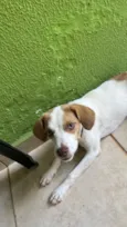 Cachorro raça SRD-ViraLata idade 7 a 11 meses nome Cristal 