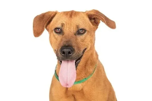 Cachorro raça SRD-ViraLata idade 7 a 11 meses nome Mel