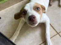 Cachorro raça SRD-ViraLata idade 7 a 11 meses nome Cristal 