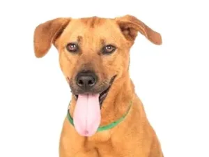 Cachorro raça SRD-ViraLata idade 7 a 11 meses nome Mel