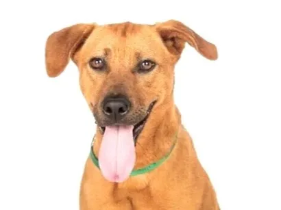 Cachorro raça SRD-ViraLata idade 7 a 11 meses nome Mel