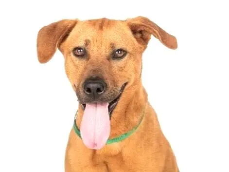 Cachorro raça SRD-ViraLata idade 7 a 11 meses nome Mel