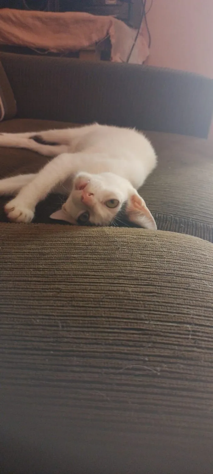 Gato raça SRD-ViraLata idade 2 a 6 meses nome branca