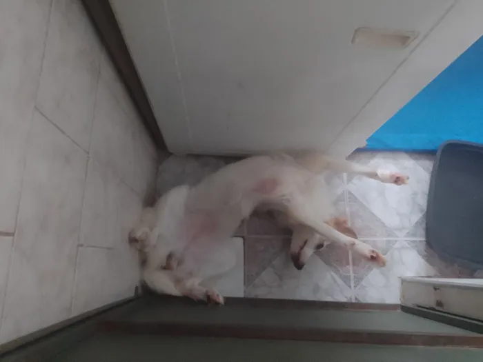 Cachorro raça SRD-ViraLata idade 1 ano nome Fanny