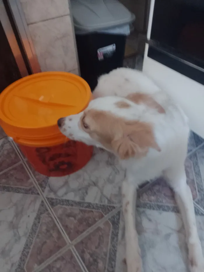 Cachorro raça SRD-ViraLata idade 1 ano nome Fanny