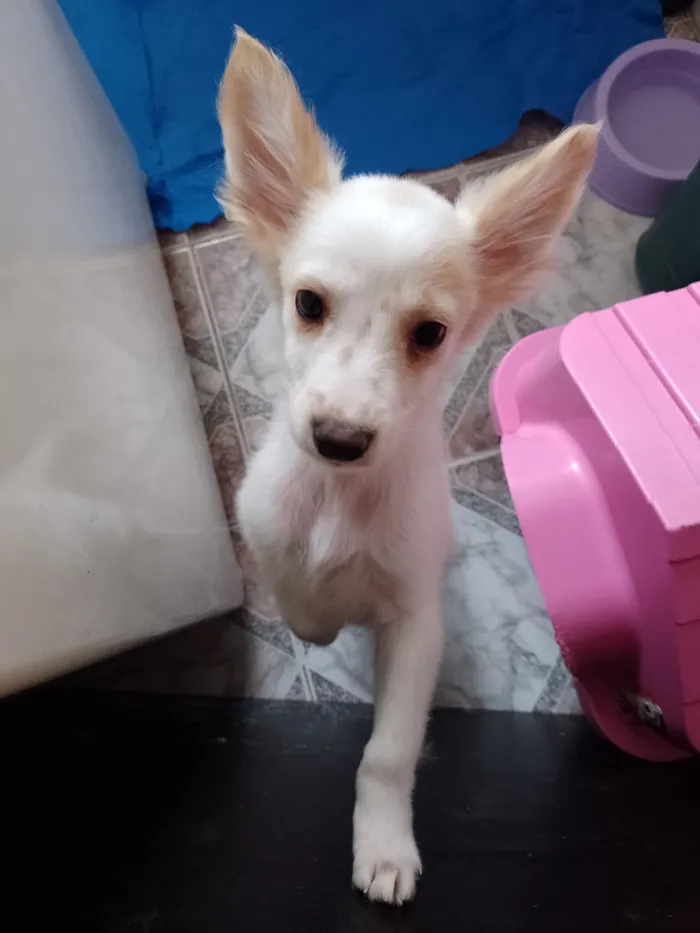 Cachorro raça SRD-ViraLata idade 1 ano nome Fanny