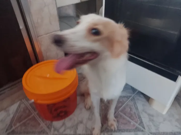 Cachorro raça SRD-ViraLata idade 1 ano nome Fanny