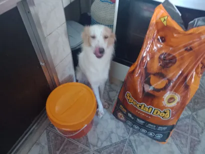 Cachorro raça SRD-ViraLata idade 1 ano nome Fanny