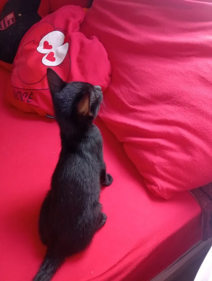 Gato raça SRD-ViraLata idade 2 a 6 meses nome elene