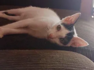 Gato raça SRD-ViraLata idade 2 a 6 meses nome branca
