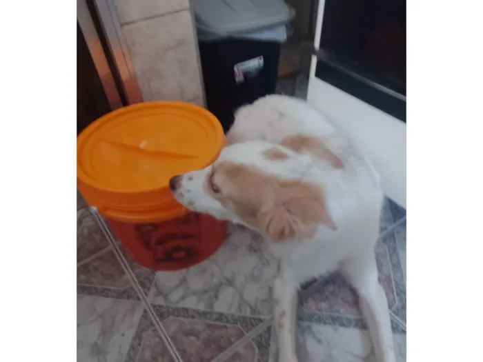 Cachorro raça SRD-ViraLata idade 1 ano nome Fanny