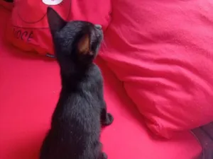 Gato raça SRD-ViraLata idade 2 a 6 meses nome elene