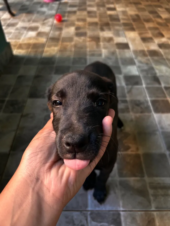 Cachorro raça Labrador idade 2 a 6 meses nome Pretinhas