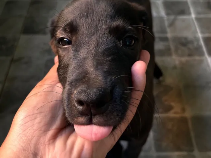 Cachorro raça Labrador idade 2 a 6 meses nome Pretinhas