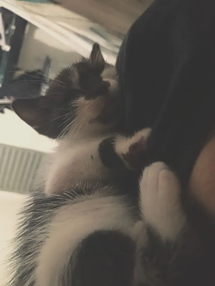 Gato raça SRD-ViraLata idade Abaixo de 2 meses nome bolacha