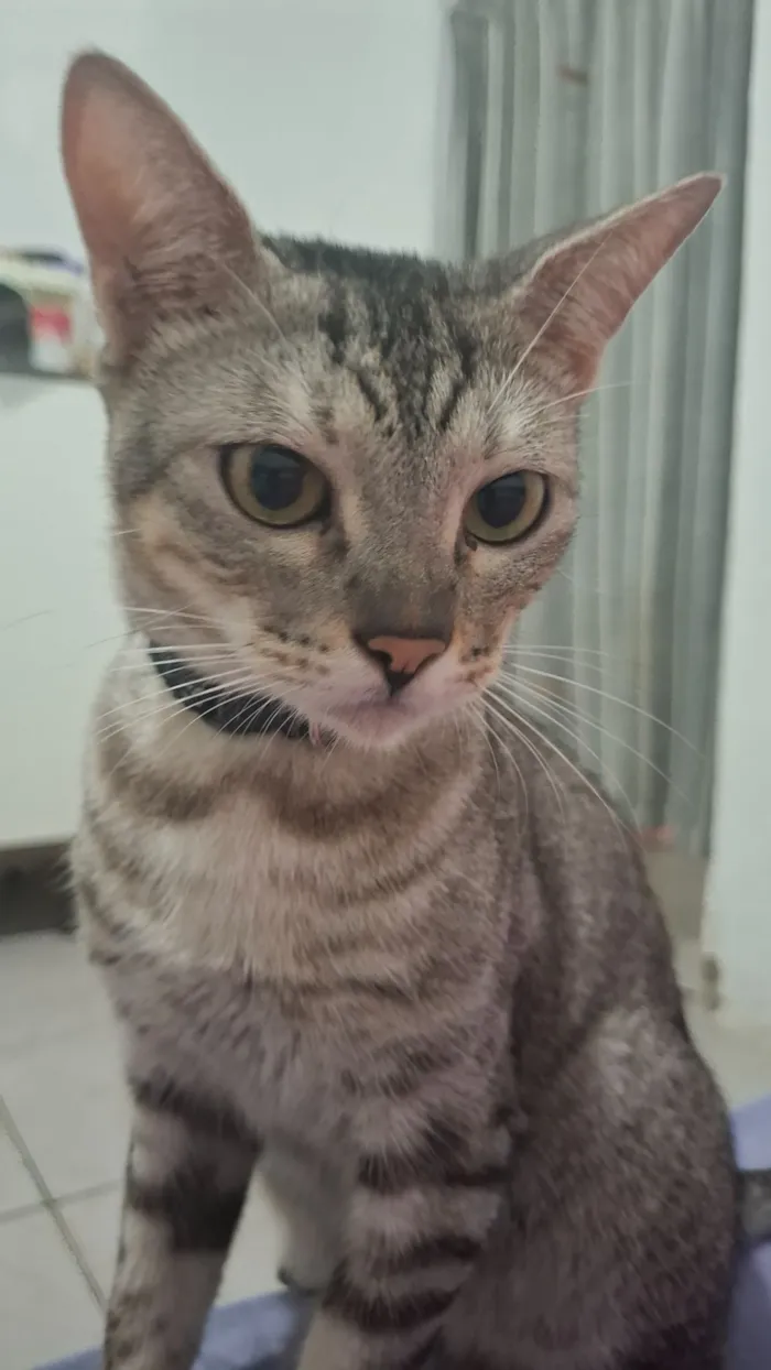 Gato raça SRD-ViraLata idade 2 anos nome Dante 