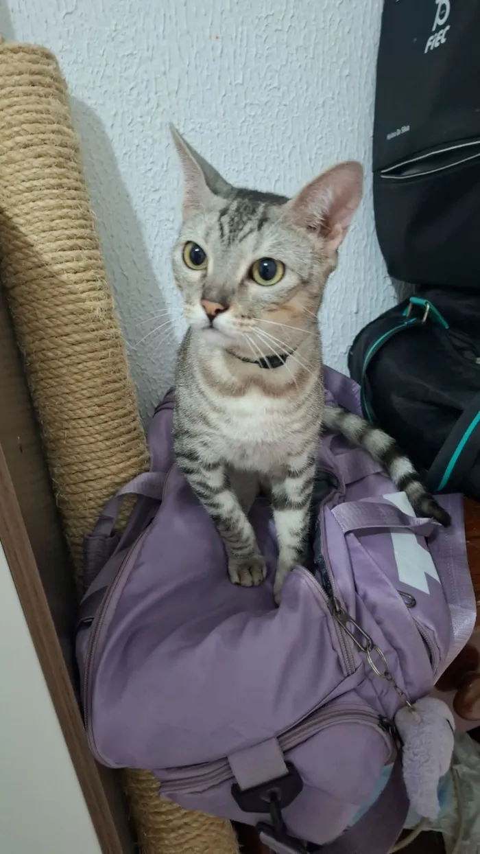 Gato raça SRD-ViraLata idade 2 anos nome Dante 