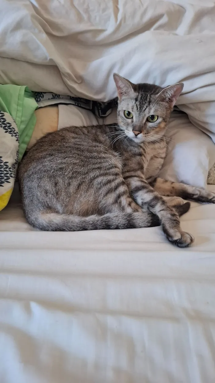 Gato raça SRD-ViraLata idade 2 anos nome Dante 