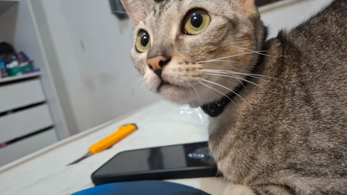 Gato raça SRD-ViraLata idade 2 anos nome Dante 